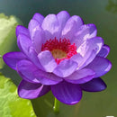 Flor de Lótus Bonsai - 🌸 A Sagrada (Compre 1 Leve 2)