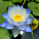 Flor de Lótus Bonsai - 🌸 A Sagrada (Compre 1 Leve 2)